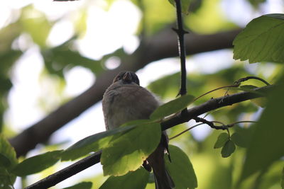 Low angle view of bird perching on tree