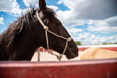 Horse in ranch against sky