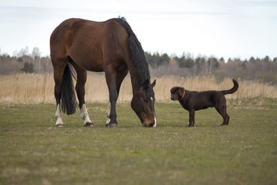 Horses standing in a field