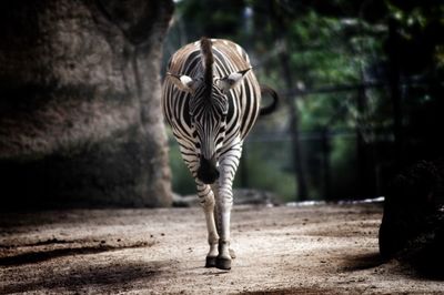 Zebra walking at zoo