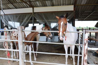 Horse in stable