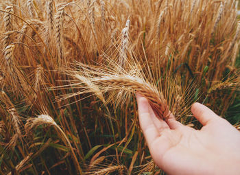 Hand of wheat growing on field