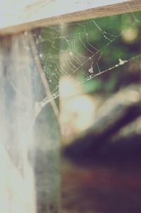 Close-up of spider web