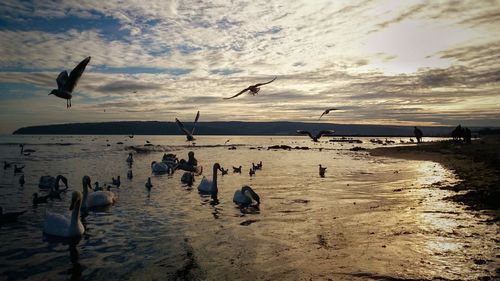 Birds flying over sea