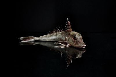 Close-up of fish swimming in sea
