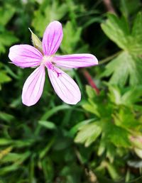 Close-up of pink flower