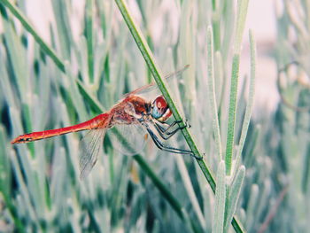 Close-up of insect on grass