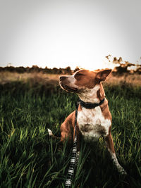 Close-up of dog sitting on field