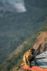 High angle view of monkey on cliff