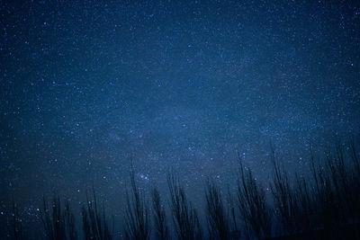 Low angle view of trees against sky at night