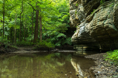 Scenic view of forest