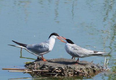 Seagulls perching on lakeshore