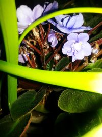 Close-up of water drops on purple flowers