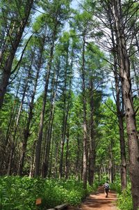 Rear view of man walking amidst trees in forest