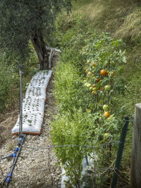 High angle view of plants and trees