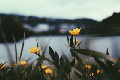 Close-up of yellow flower