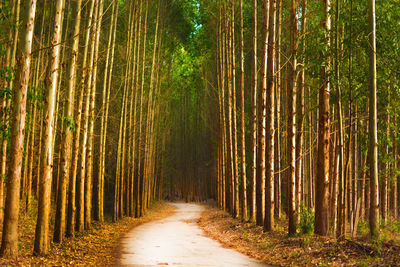 Walkway amidst trees in forest