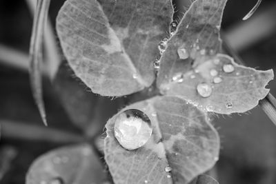 Close-up of raindrops on leaves