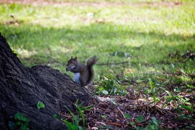 Close-up of monkey on grass