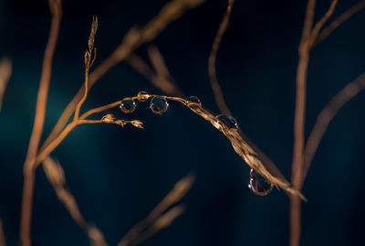 Close-up of wheat growing on field