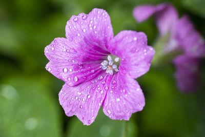 Close-up of wet purple flower