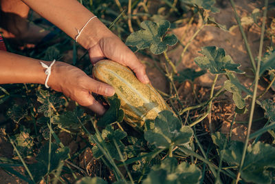 Midsection of person holding corn plant