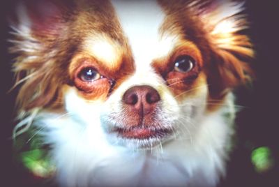 Close-up portrait of dog