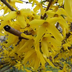 Close-up of yellow flower