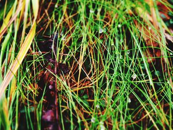 High angle view of plants growing on field