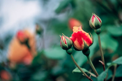 Close-up of red rose flower bud