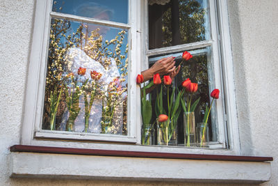 Flower plants on window sill of house