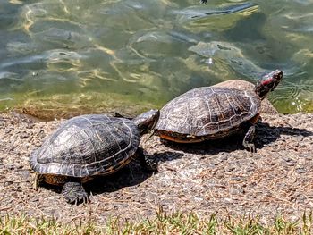 High angle view of turtles in lake