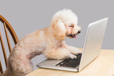 Close-up of dog on table at home