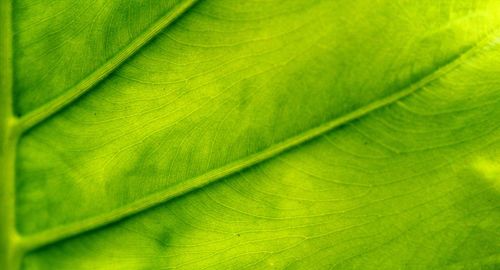 Extreme close up of green fabric