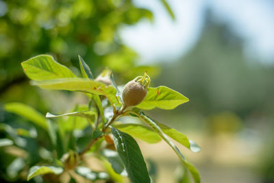 Close-up of growth on plant