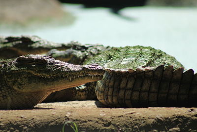 Close-up of a reptile on a land