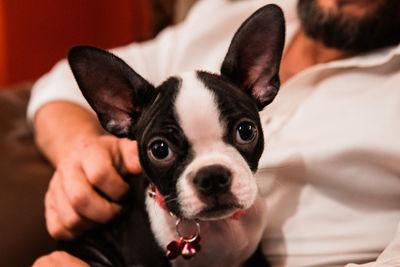 Portrait of dog at home