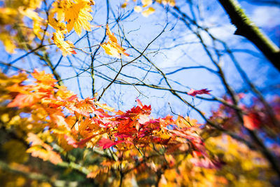 Low angle view of leaves on tree branch