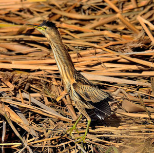 Close-up of insect on land