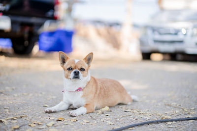 Portrait of a dog on road