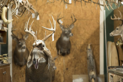 Fur hangs off the bust of a deer at a taxidermy shop.