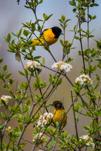 Bird perching on yellow flower