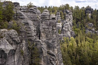 Plants growing on rocks