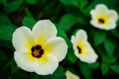 Close-up of white flowering plant