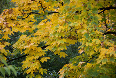 Close-up of yellow leaves