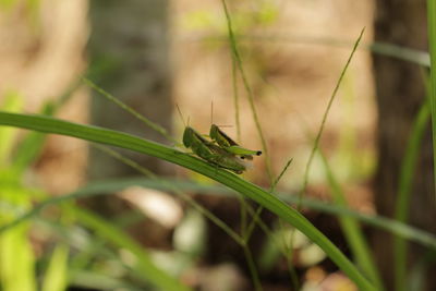 Close-up of insect on grass