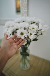 Close-up of hand holding white flowers in vase
