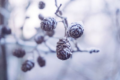 Close-up of berries