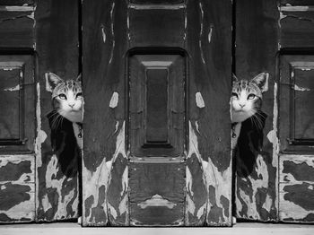 High angle view of cat on wall