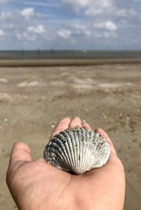 Close-up of hand holding shell